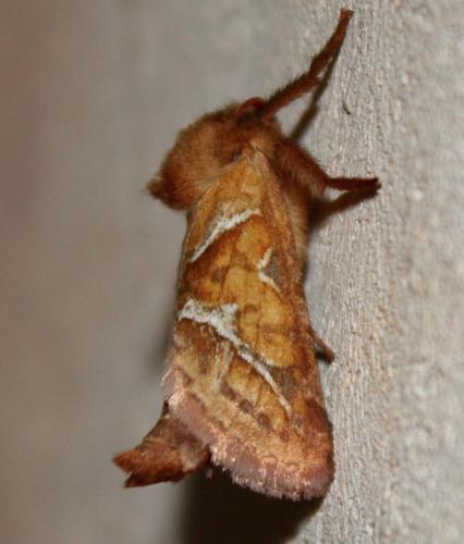 Triodia sylvina